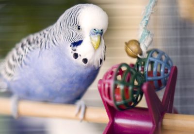 Giving Your Feathery Pals the Right Accessories from Pet City